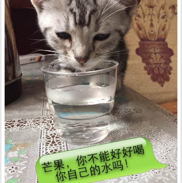 租租车国际驾照退款